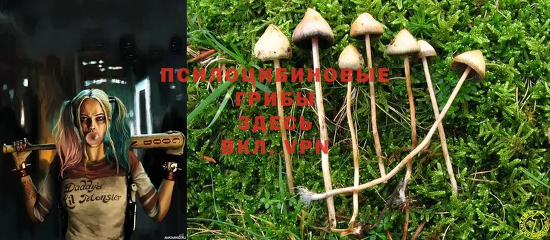 Галлюциногенные грибы Magic Shrooms  продажа наркотиков  Клин 